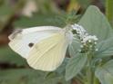 Pieris rapae (Small White).jpg